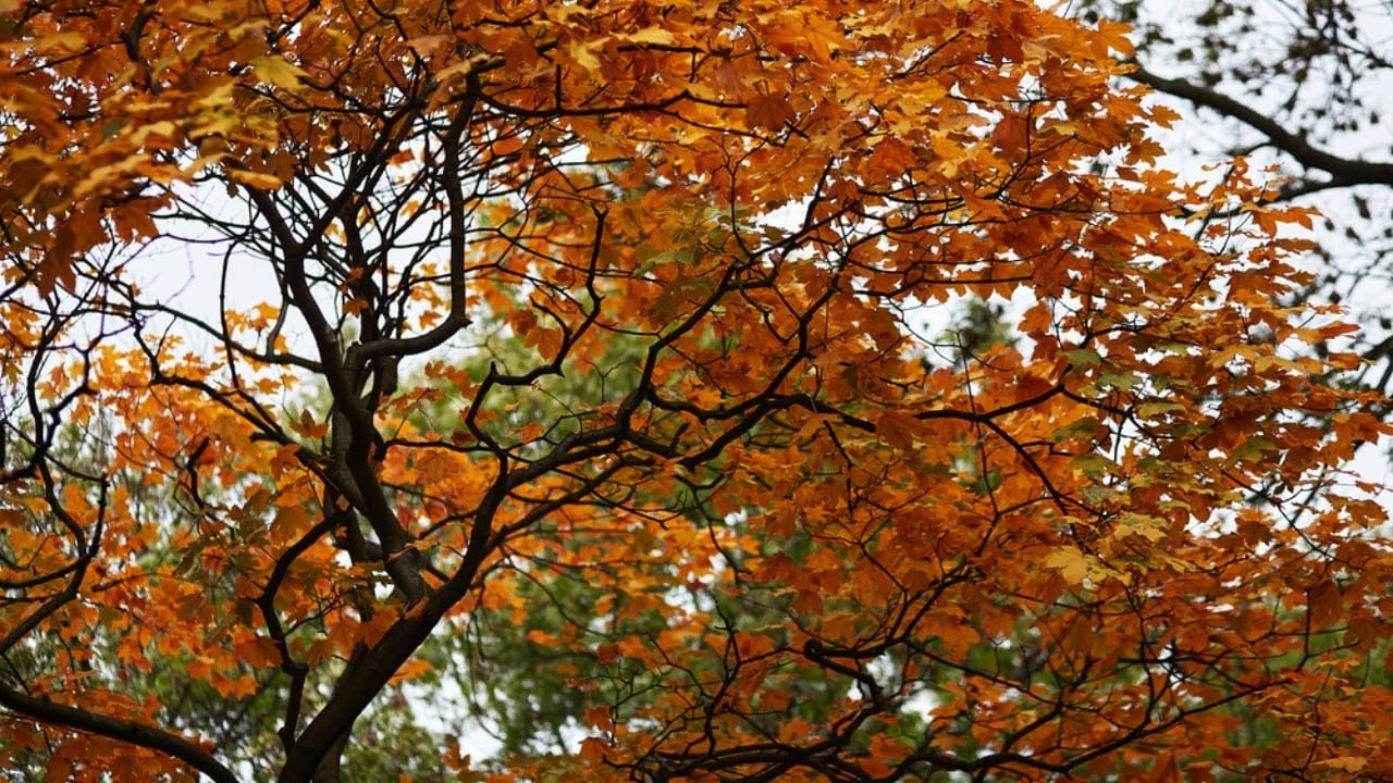 Tapping into Nature's Sweetness: 23 Trees That Produce Unique Syrups 3 Tapping into Nature's Sweetness: 23 Trees That Produce Unique Syrups - Black maple tree dp552281274