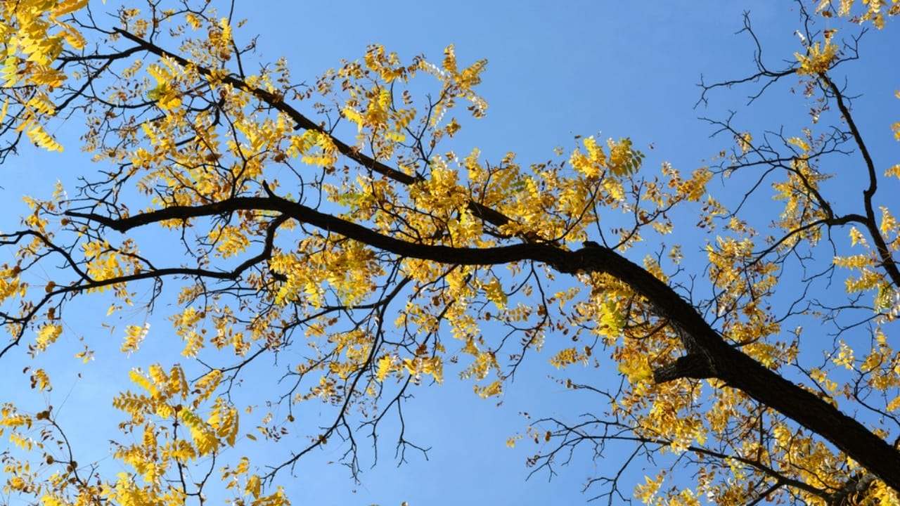 13 Trees to Plant for a Bountiful Homestead 2 13 Trees to Plant for a Bountiful Homestead - Black walnut tree yellow leaves dp633546342