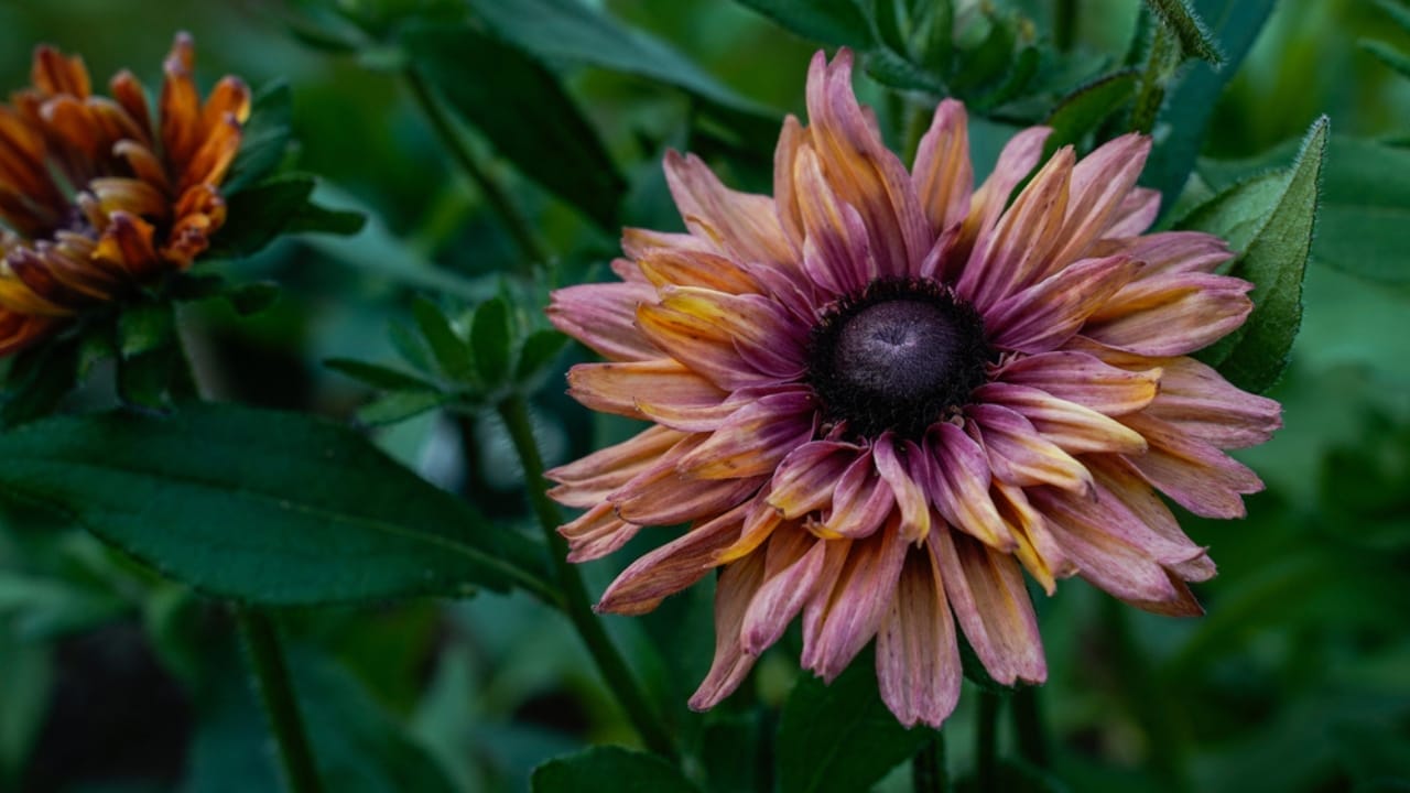 7 Rudbeckia Varieties to Put Some Fun & Sun in Your Garden 5 7 Rudbeckia Varieties to Put Some Fun & Sun in Your Garden - Bloom flower of sahara ss2020153424