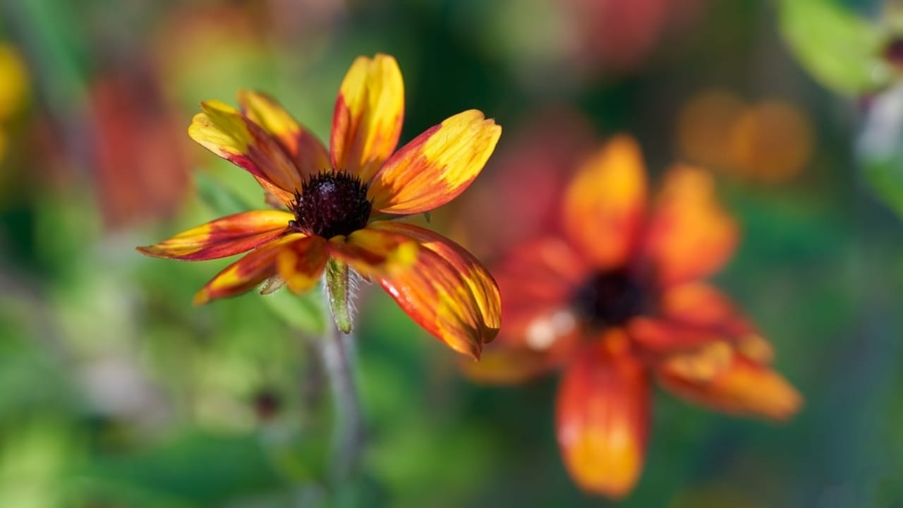 7 Rudbeckia Varieties to Put Some Fun & Sun in Your Garden 7 7 Rudbeckia Varieties to Put Some Fun & Sun in Your Garden - Bloomig rudbeckia triloba ss2115119177