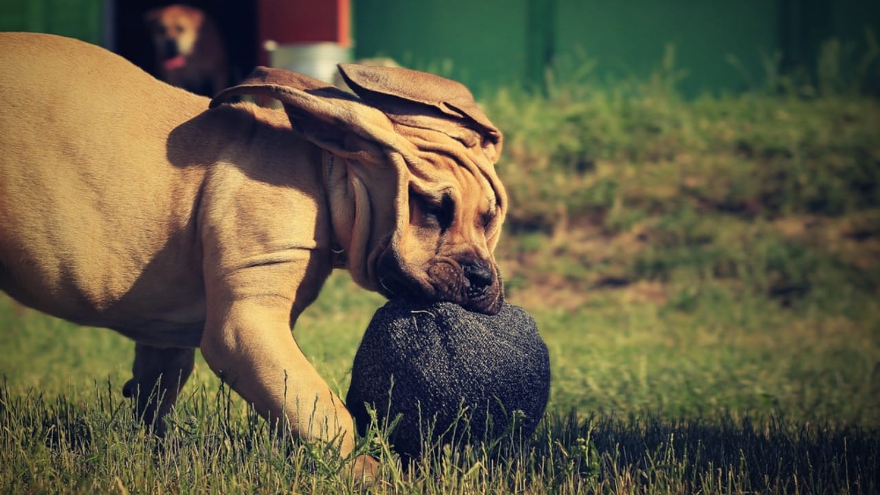 10 Facts About the Boerboel: The World's Most Fearsome Guard Dog 9 10 Facts About the Boerboel: The World's Most Fearsome Guard Dog - Boerboel dog dp117226518
