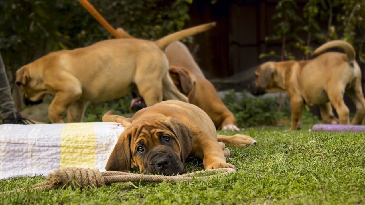 10 Facts About the Boerboel: The World's Most Fearsome Guard Dog 6 10 Facts About the Boerboel: The World's Most Fearsome Guard Dog - Boerboel dog dp173000036