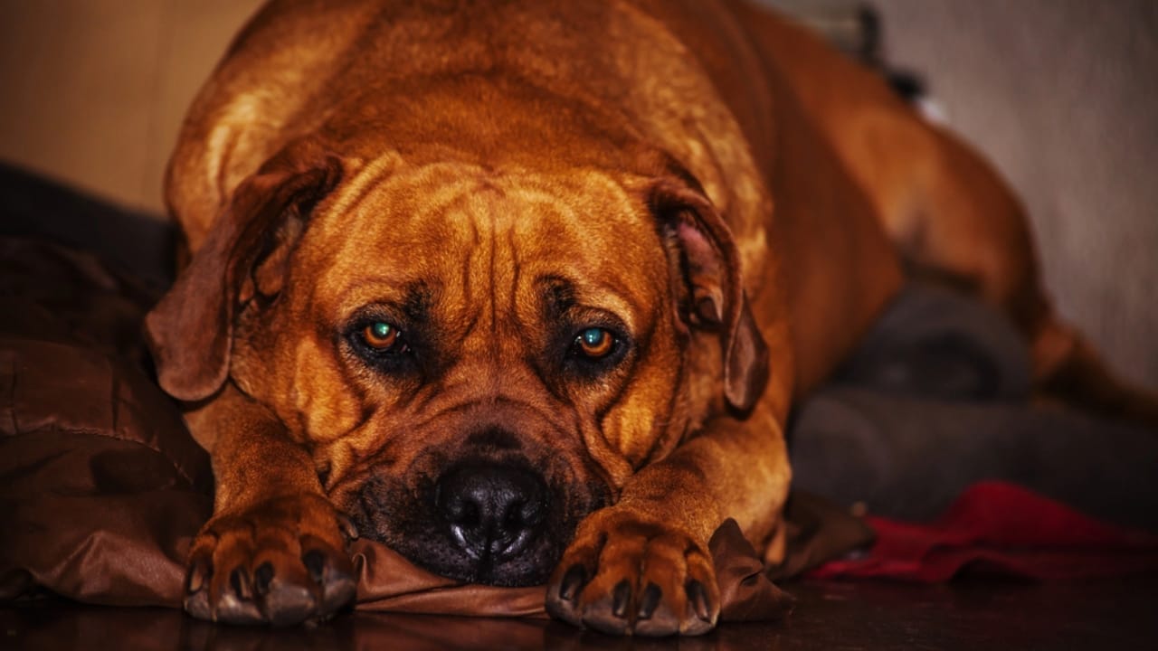 10 Facts About the Boerboel: The World's Most Fearsome Guard Dog 7 10 Facts About the Boerboel: The World's Most Fearsome Guard Dog - Boerboel dog dp256806706