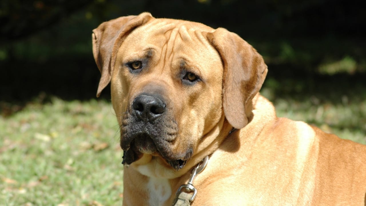 These 15 Intimidating Dog Breeds are Not to Be Messed With 8 These 15 Intimidating Dog Breeds are Not to Be Messed With - Boerboel dog dp90846966