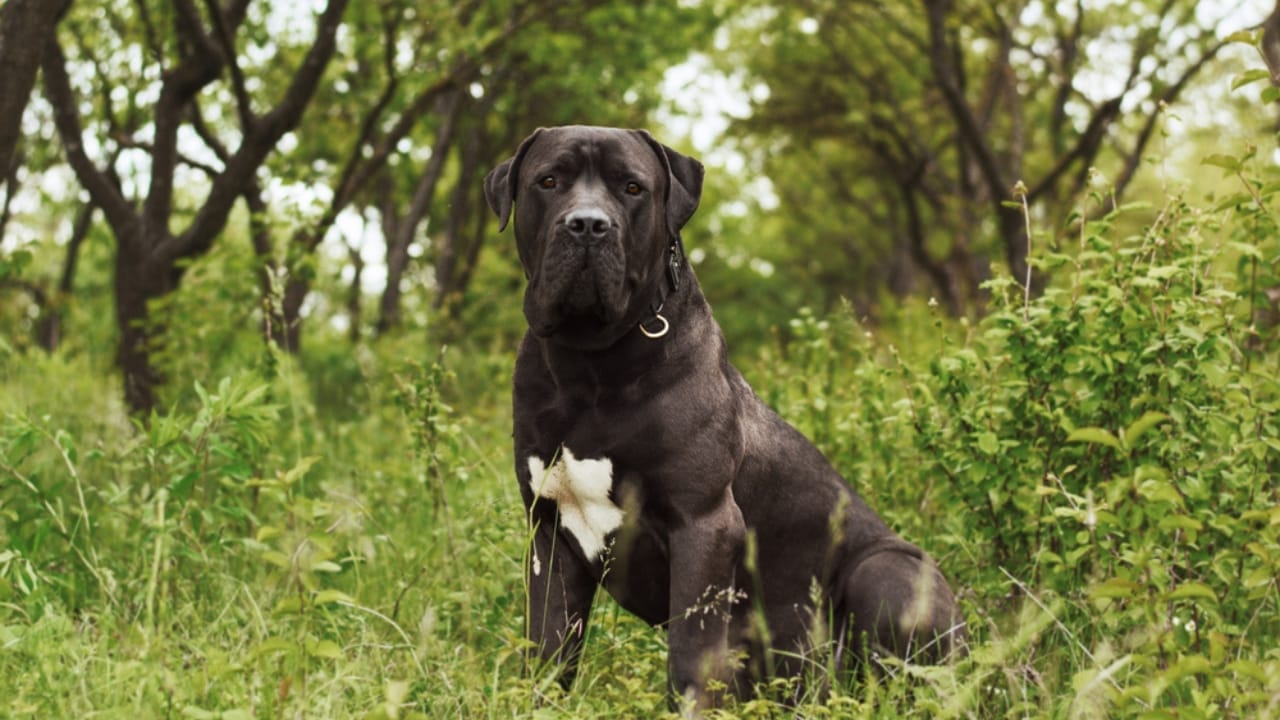 These 13 African Dogs Prove Beauty Comes From Resilience 3 These 13 African Dogs Prove Beauty Comes From Resilience - Boerboel dog ss1914967648