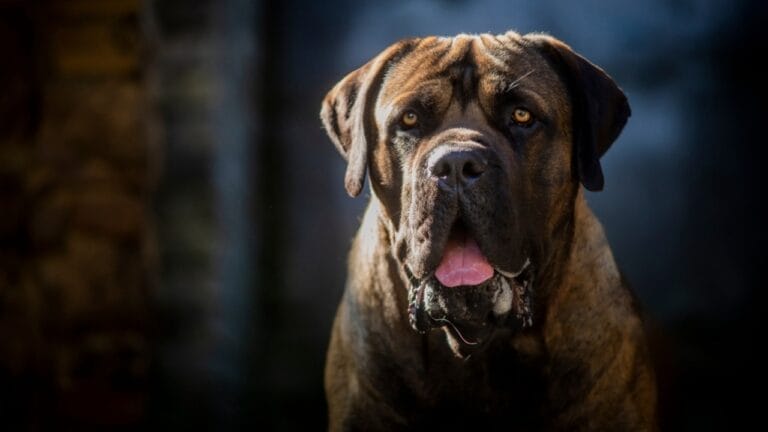 10 Facts About the Boerboel: The World's Most Fearsome Guard Dog 9 10 Facts About the Boerboel: The World's Most Fearsome Guard Dog - Boerboel dog ss2383502017