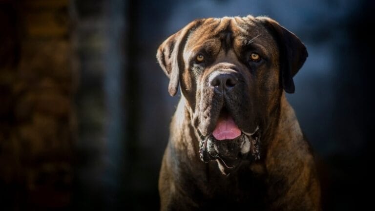 10 Facts About the Boerboel: The World's Most Fearsome Guard Dog - Boerboel dog ss2383502017