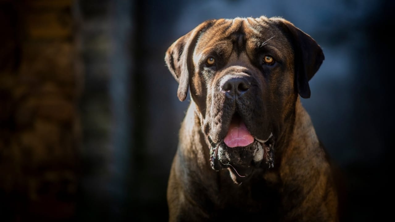 25 Dog Breeds for Those Who Love the Weird & Wonderful - Boerboel dog ss2383502017