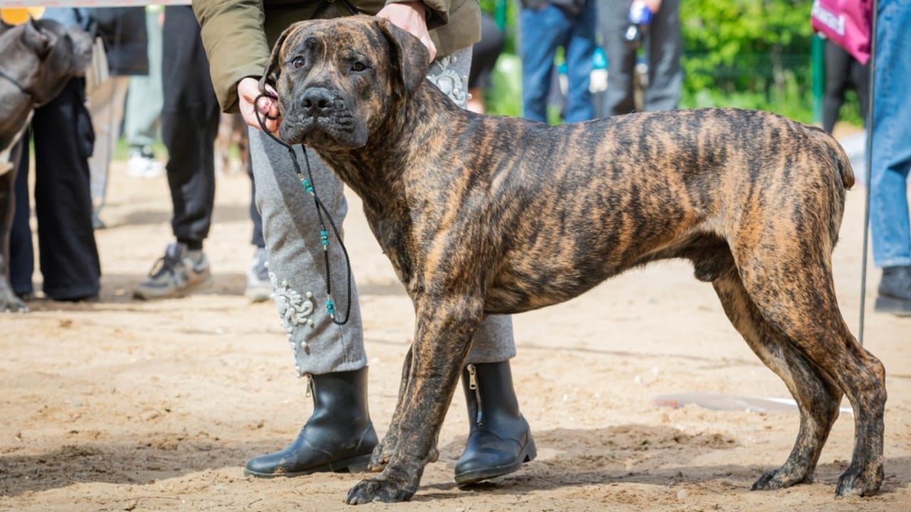 18 Fiercely Loyal Dog Breeds That are Natural Protectors - Boerboel dog ss2464388591