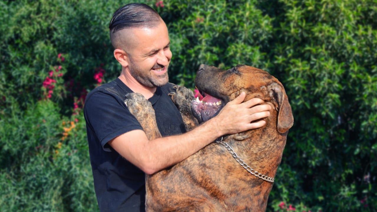 10 Facts About the Boerboel: The World's Most Fearsome Guard Dog 8 10 Facts About the Boerboel: The World's Most Fearsome Guard Dog - Boerboel dog with man dp233968444