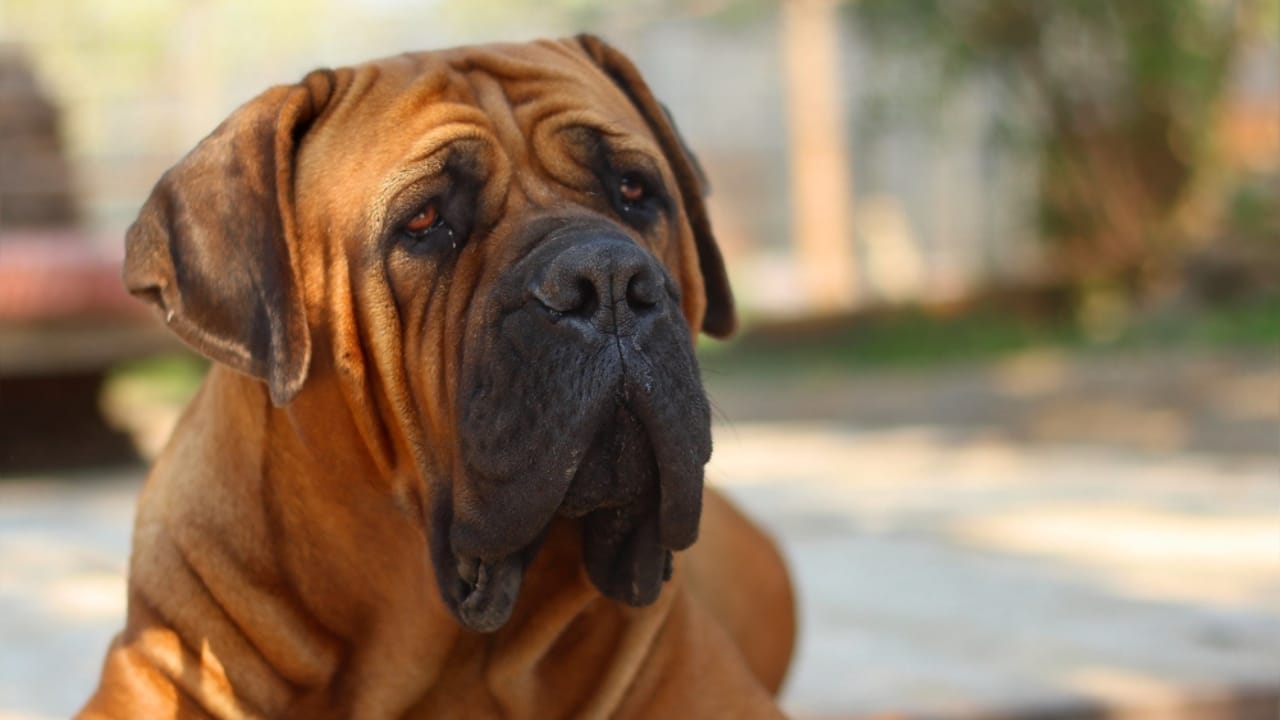 10 Facts About the Boerboel: The World's Most Fearsome Guard Dog - Boerboel dp75716315