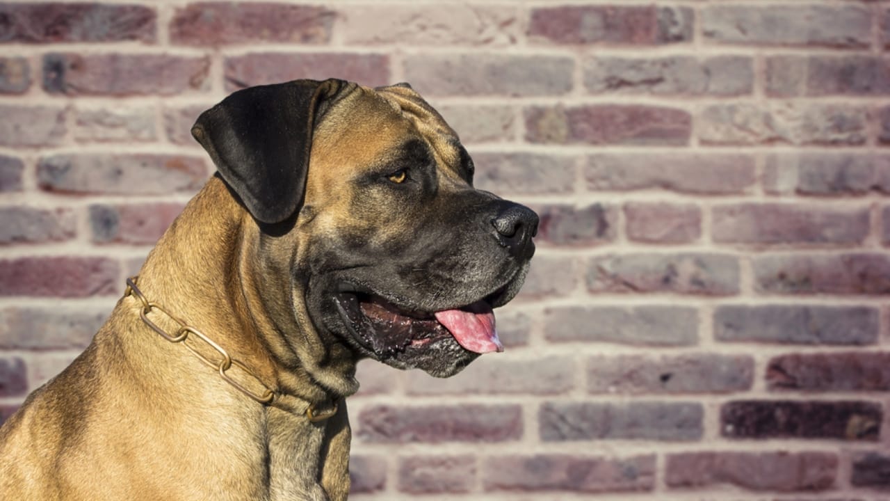 These Dog Breeds Have the Shortest Lifespans—One Breed Lives Just 5 Years - Boerboel dp90846966