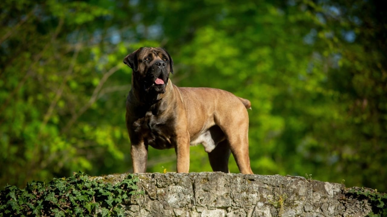 16 Mastiff Breeds That Prove Big Dogs Have Bigger Hearts - Boerboel ss2383502009