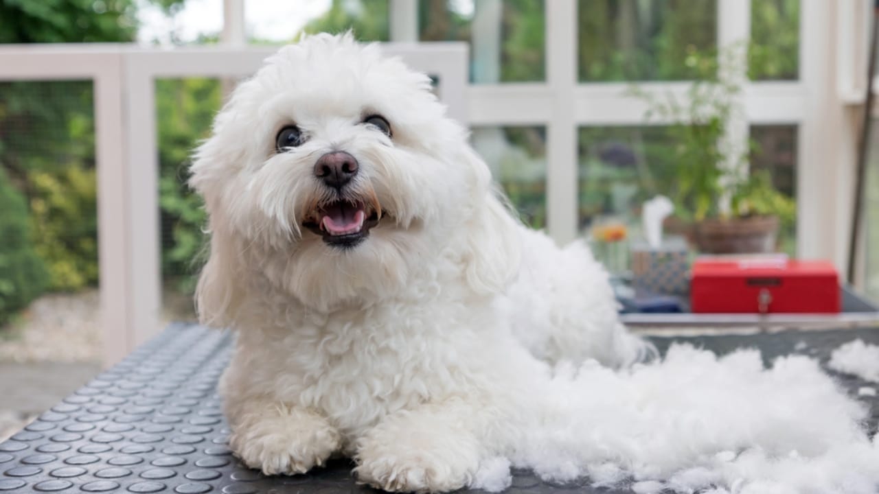 10 Fun Facts About the Bolognese —It’s Not the Pasta Sauce 8 10 Fun Facts About the Bolognese —It’s Not the Pasta Sauce - Bolognese dog dp169668574