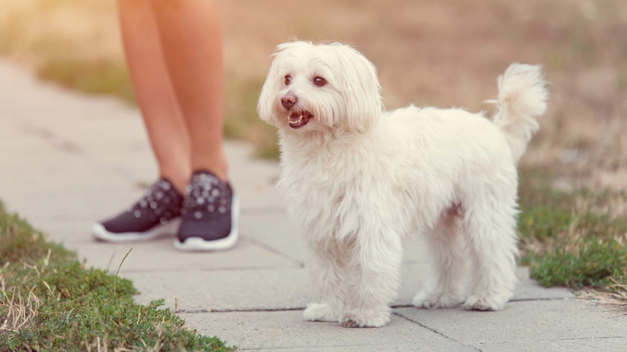 10 Fun Facts About the Bolognese —It’s Not the Pasta Sauce 6 10 Fun Facts About the Bolognese —It’s Not the Pasta Sauce - Bolognese dog dp217010116