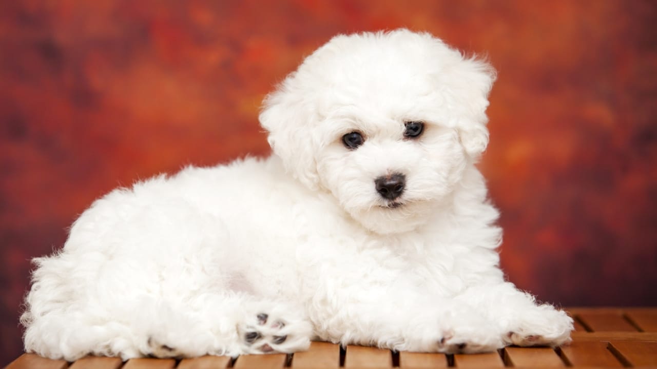 10 Fun Facts About the Bolognese —It’s Not the Pasta Sauce 4 10 Fun Facts About the Bolognese —It’s Not the Pasta Sauce - Bolognese dog dp492853680