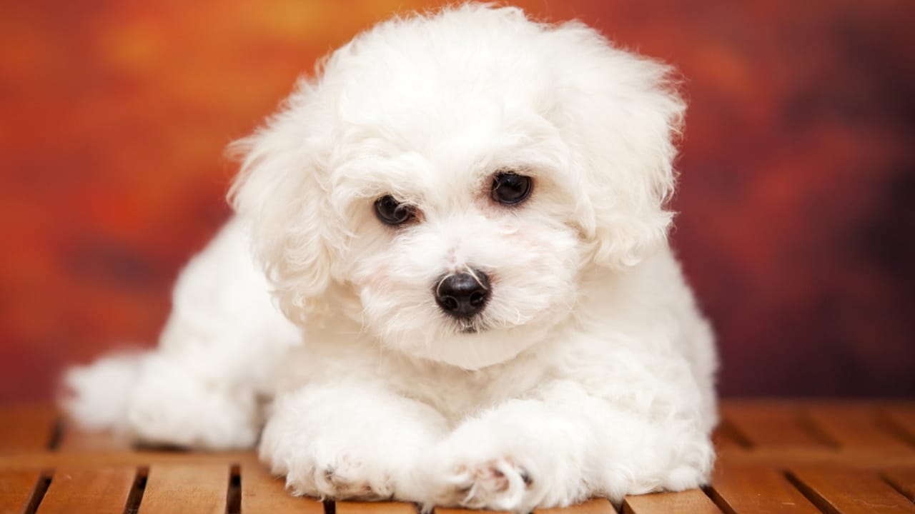 10 Fun Facts About the Bolognese —It’s Not the Pasta Sauce 11 10 Fun Facts About the Bolognese —It’s Not the Pasta Sauce - Bolognese dog dp492853966