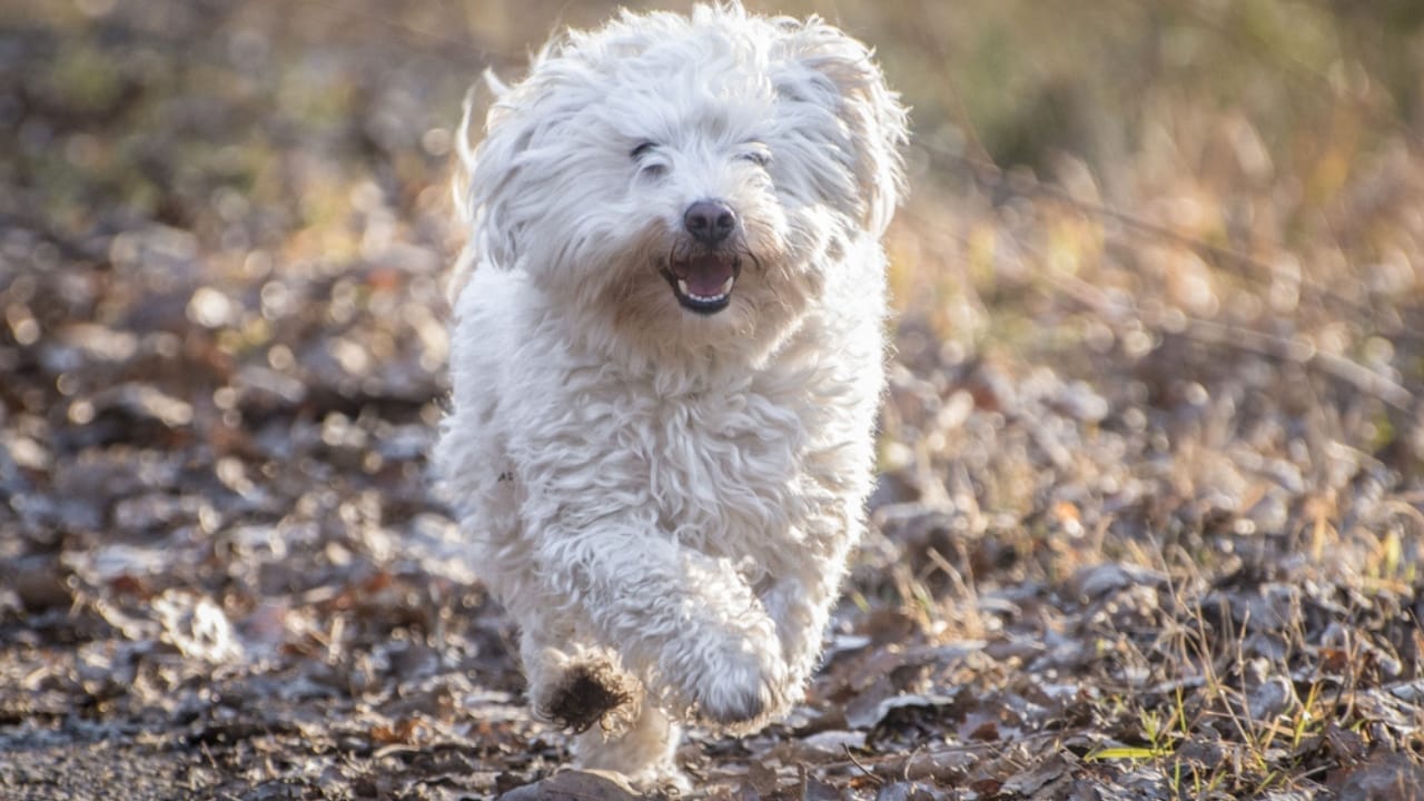 13 Short-Legged Dog Breeds Perfect for All-Day Snuggles 14 13 Short-Legged Dog Breeds Perfect for All-Day Snuggles - Bolognese dog dp579793364