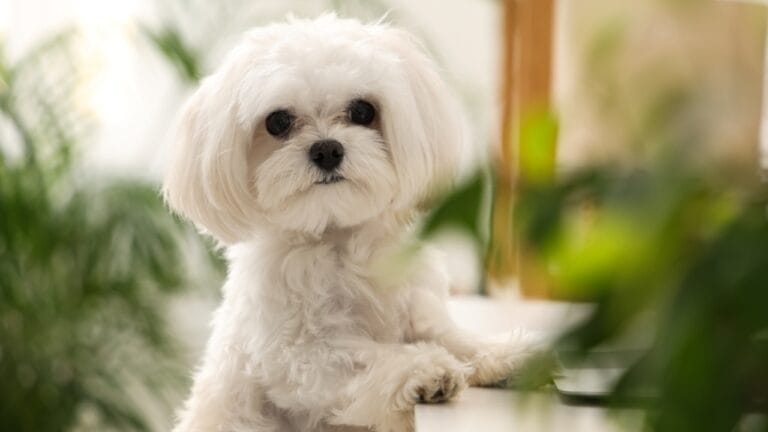 10 Fun Facts About the Bolognese —It’s Not the Pasta Sauce 10 10 Fun Facts About the Bolognese —It’s Not the Pasta Sauce - Bolognese dog ss2493654137