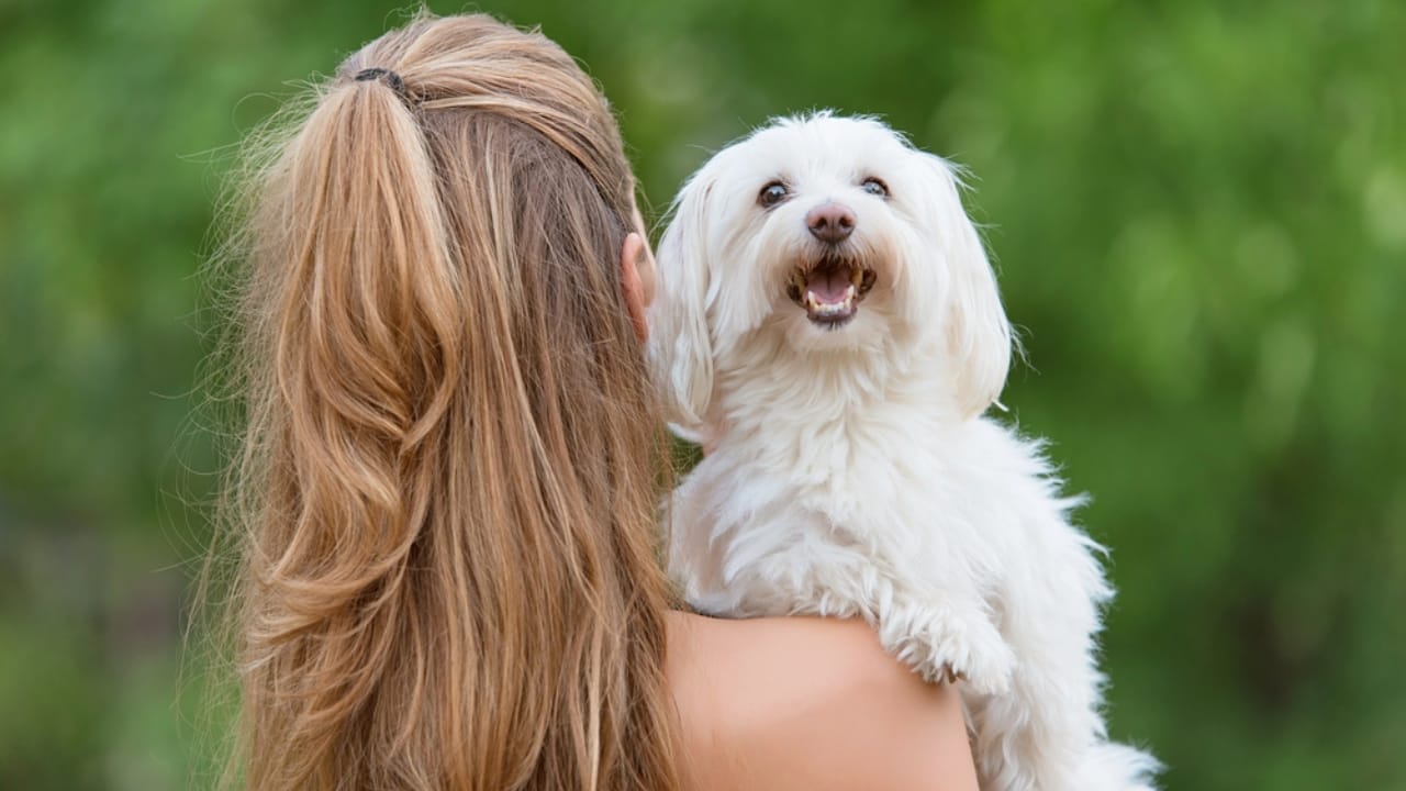 16 Mistakes Dog Owners Make That May Cause Their Dogs Stress 11 16 Mistakes Dog Owners Make That May Cause Their Dogs Stress - Bolognese dog with woman dp217009484