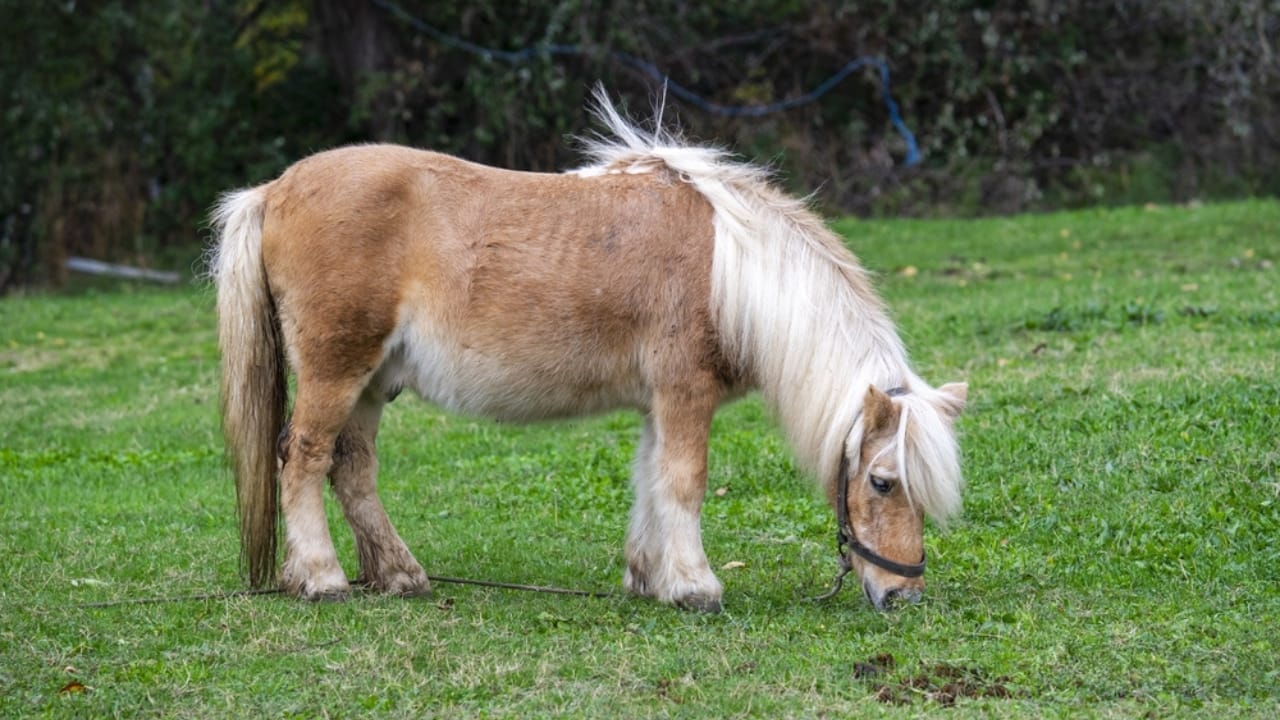 The 15 Strongest Horse Breeds & Their Remarkable Abilities 12 The 15 Strongest Horse Breeds & Their Remarkable Abilities - Boulonnais horse ss2078496295