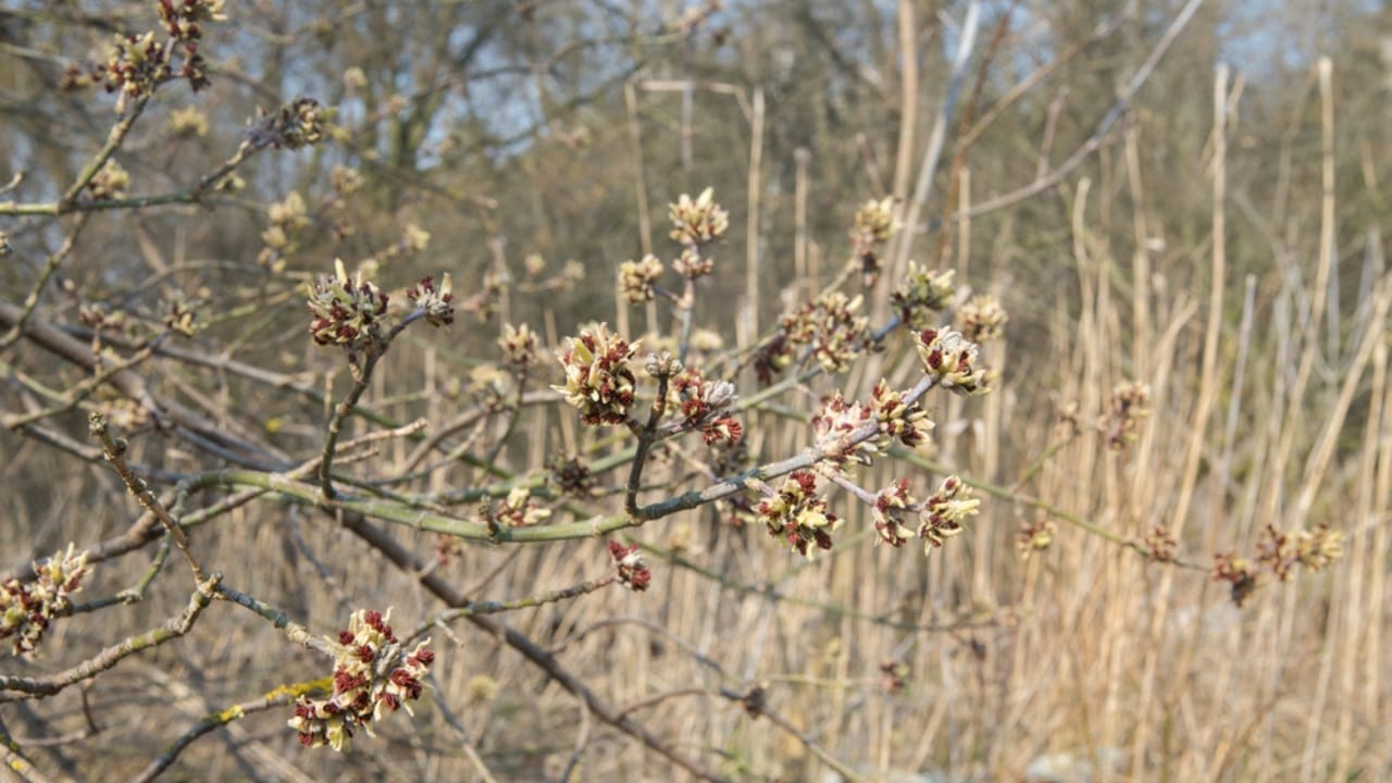 Tapping into Nature's Sweetness: 23 Trees That Produce Unique Syrups 7 Tapping into Nature's Sweetness: 23 Trees That Produce Unique Syrups -