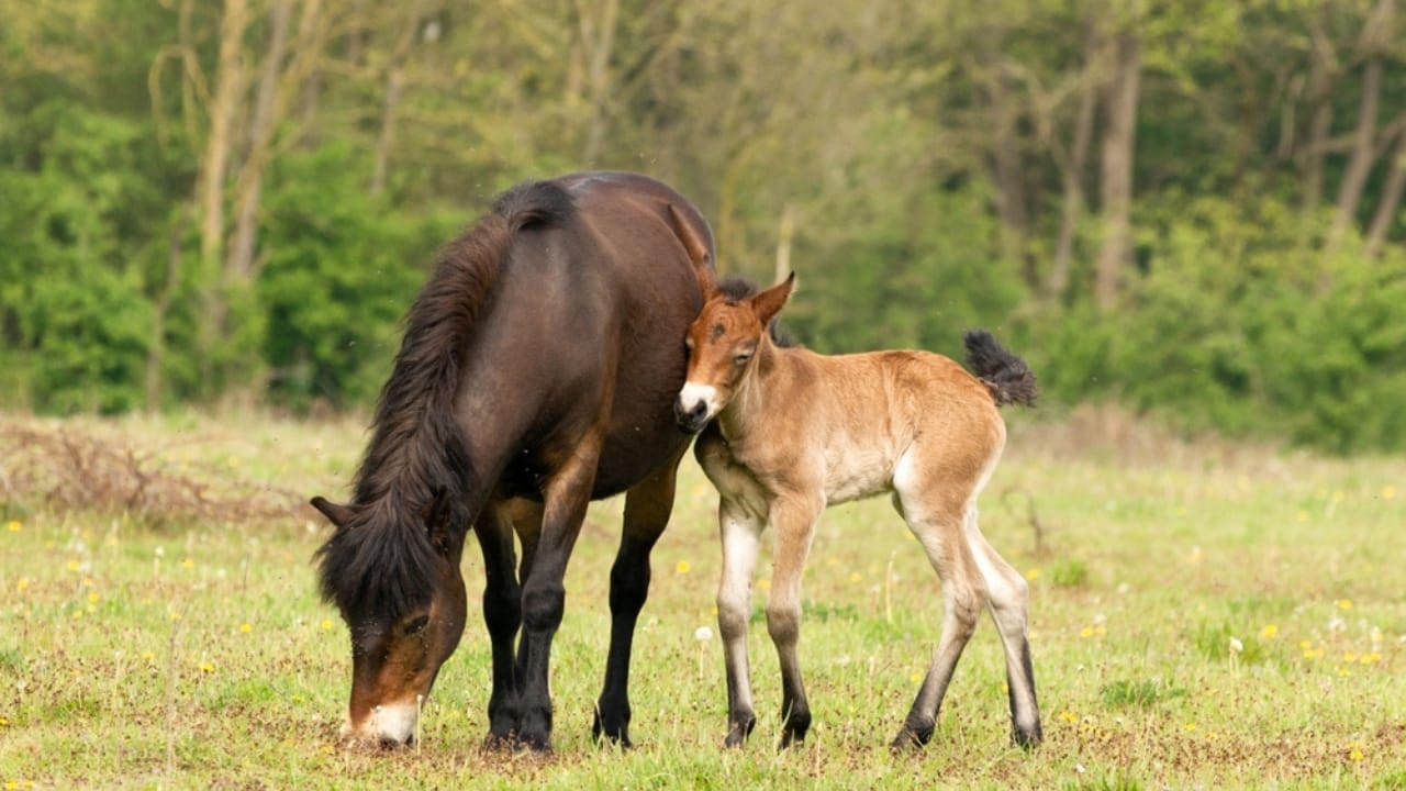 50+ Horse Terms & Slang Every Equestrian Should Know 6 50+ Horse Terms & Slang Every Equestrian Should Know - Brabant horse ss2302506473