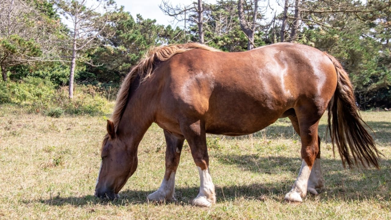 The 15 Strongest Horse Breeds & Their Remarkable Abilities 15 The 15 Strongest Horse Breeds & Their Remarkable Abilities - Breton horse ss2378800431
