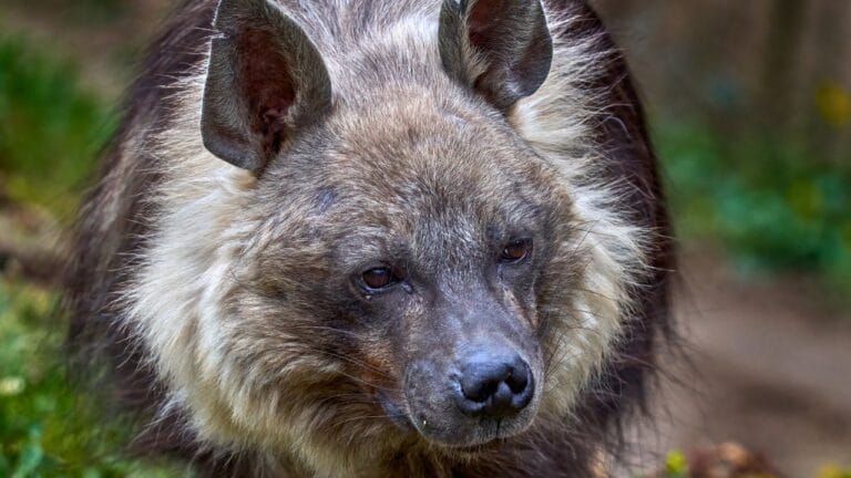Think Hyenas are Just Wild Dogs? Think Again. Here’s Everything You Need to Know About the Hyaenidae Family 9 Think Hyenas are Just Wild Dogs? Think Again. Here’s Everything You Need to Know About the Hyaenidae Family - Brown Hyena ss2462121447