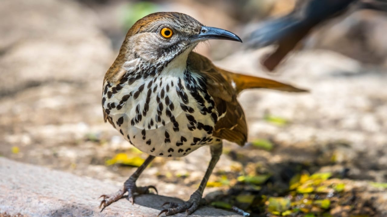 13 Birds That Sing the World’s Most Beautiful Songs 5 13 Birds That Sing the World’s Most Beautiful Songs - Brown Thrasher dp311470568