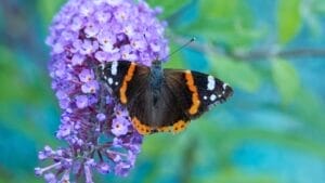 Create a Bird & Butterfly Lover’s Paradise with This Gorgeous Flowering Bush 1 Create a Bird & Butterfly Lover’s Paradise with This Gorgeous Flowering Bush - Bruce Springsteen ss2310272659 2