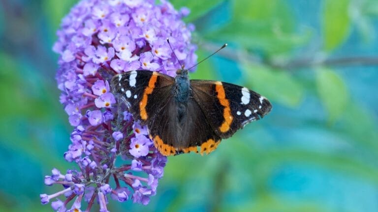 Create a Bird & Butterfly Lover’s Paradise with This Gorgeous Flowering Bush 10 Create a Bird & Butterfly Lover’s Paradise with This Gorgeous Flowering Bush - Bruce Springsteen ss2310272659 2