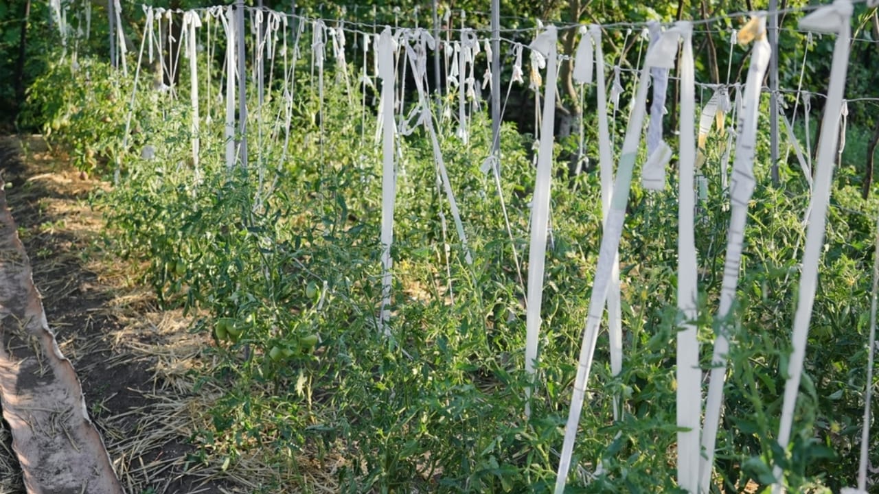 Old Socks, New Purpose: 20 Clever Ways to Reuse Them 6 Old Socks, New Purpose: 20 Clever Ways to Reuse Them - Bushes with ribbons ss2491869243