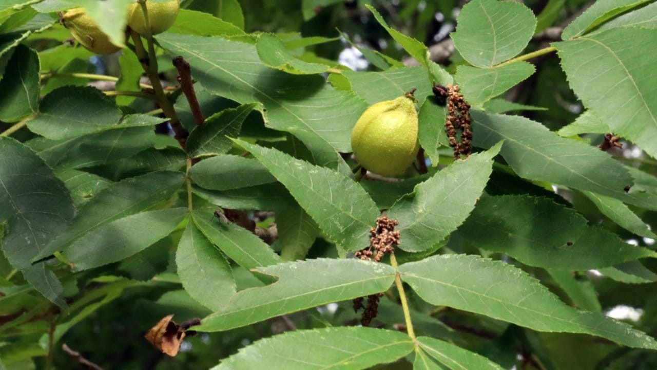 Tapping into Nature's Sweetness: 23 Trees That Produce Unique Syrups 9 Tapping into Nature's Sweetness: 23 Trees That Produce Unique Syrups - Butternut tree dp309055180