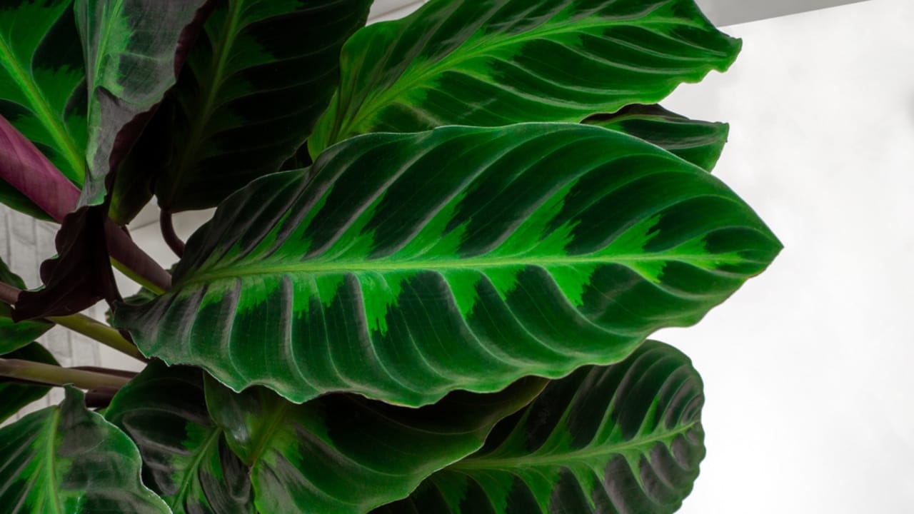 12 Thirsty Houseplants That Need Plenty of Water to Thrive 9 12 Thirsty Houseplants That Need Plenty of Water to Thrive - Calathea plants dp480833956
