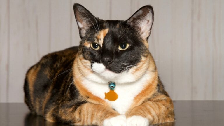 Male Calico Cats are Extremely Rare: 13 Facts Few People Know 7 Male Calico Cats are Extremely Rare: 13 Facts Few People Know - Calico cat with fish collar ss1024970098