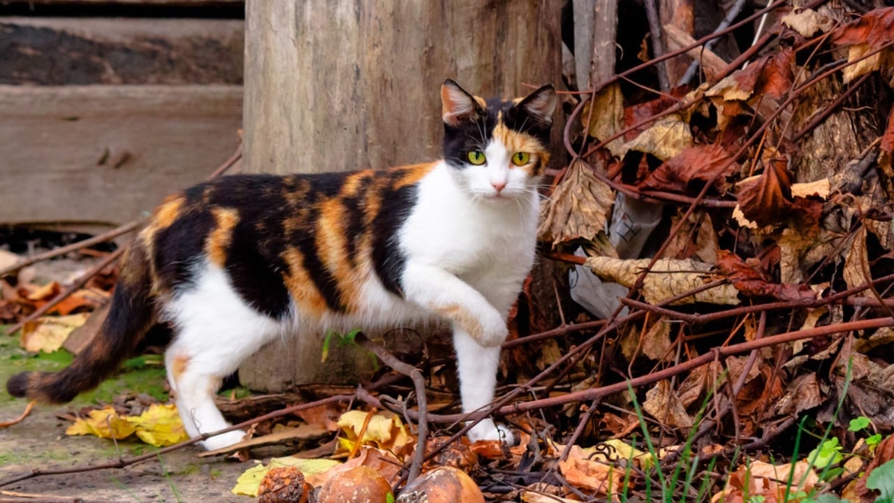 Male Calico Cats are Extremely Rare: 13 Facts Few People Know 11 Male Calico Cats are Extremely Rare: 13 Facts Few People Know - Calico walking dp 376954824