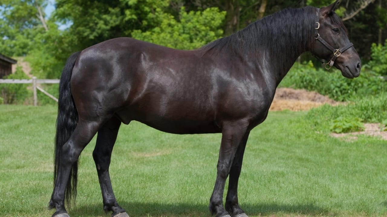 13 Breeds of Black Horses That Radiate Strength & Timeless Beauty 14 13 Breeds of Black Horses That Radiate Strength & Timeless Beauty - Canadian Horse ss2484692647