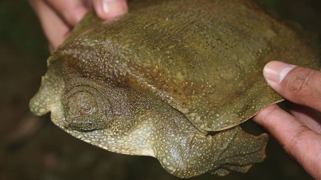 10 of the World's Most Dangerous Turtles - Cantor turtle wc