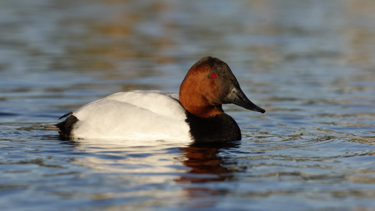15 Birds That Take Flight at Record-Breaking Speeds - Canvasback duck dp31549143