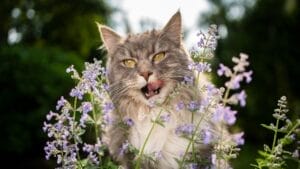 10 Things Every Cat Owner Should Know Before Saying "Yes" to Catnip 1 10 Things Every Cat Owner Should Know Before Saying "Yes" to Catnip - Cat Licking Eating Catnip plant ss2005145567
