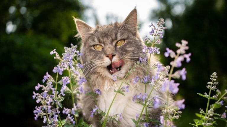 10 Things Every Cat Owner Should Know Before Saying "Yes" to Catnip - Cat Licking Eating Catnip plant ss2005145567