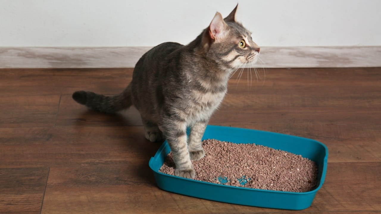 15 Unique Traits That Set Kittens Apart from Adult Cats 8 15 Unique Traits That Set Kittens Apart from Adult Cats -