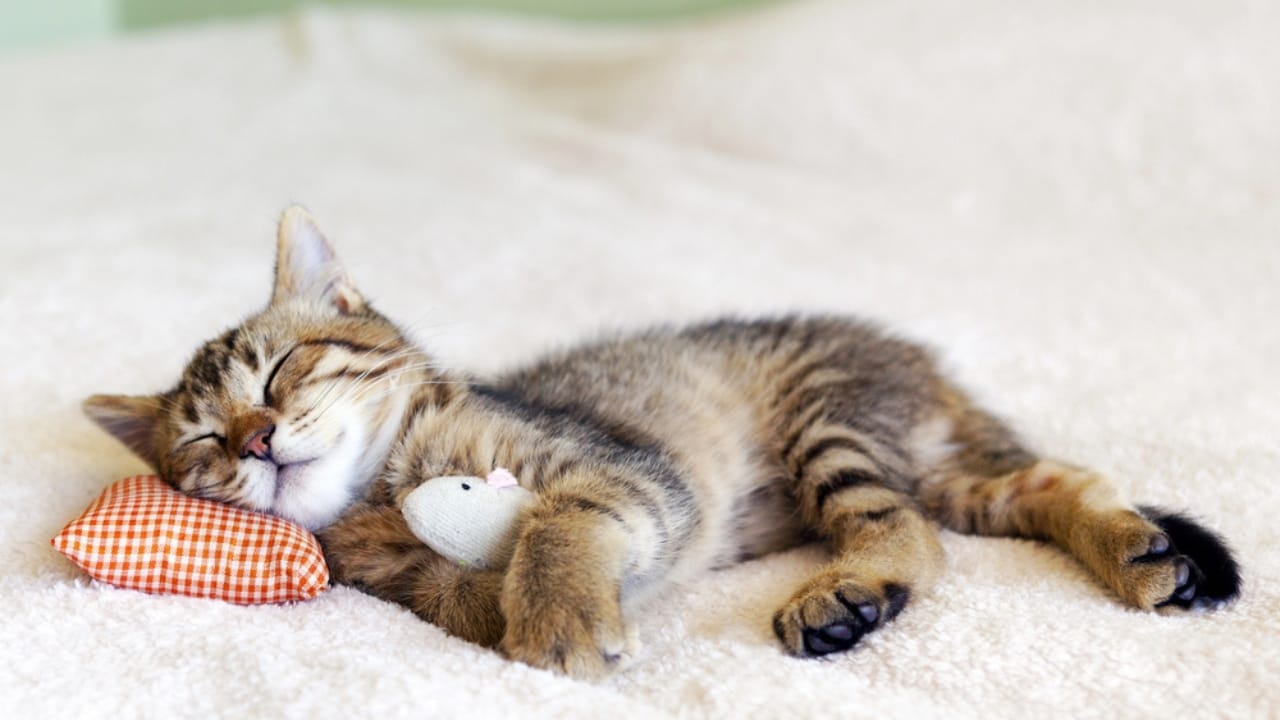 15 Unique Traits That Set Kittens Apart from Adult Cats - Cat with pillow dp19107545