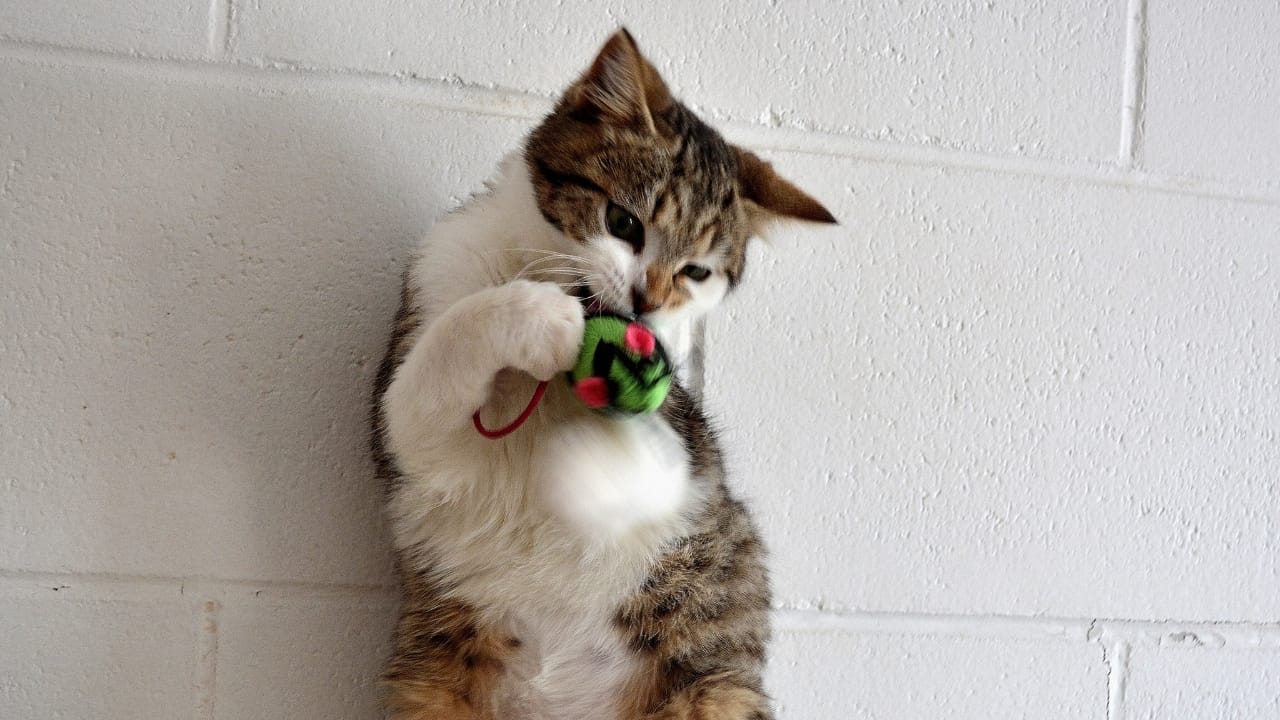 15 Unique Traits That Set Kittens Apart from Adult Cats 2 15 Unique Traits That Set Kittens Apart from Adult Cats - Cat with toy wc