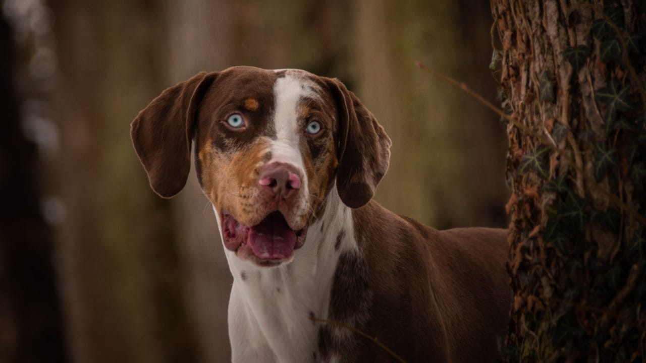 25 Dog Breeds for Those Who Love the Weird & Wonderful 24 25 Dog Breeds for Those Who Love the Weird & Wonderful - Catahoula Leopard Dog dp241969650