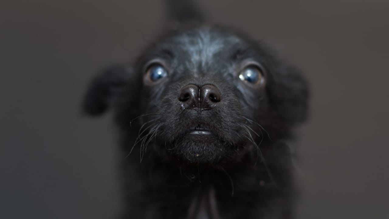 25 Dog Breeds for Those Who Love the Weird & Wonderful - Catalburun dog split nose ss1317536882
