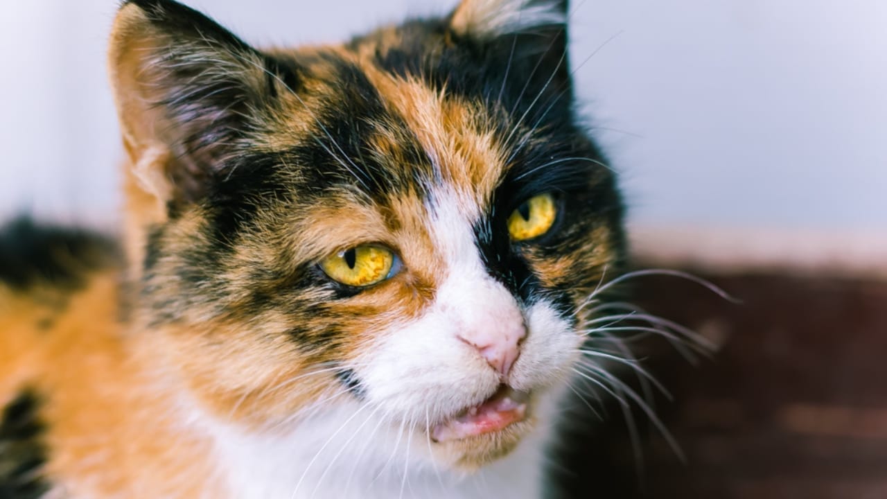 Male Calico Cats are Extremely Rare: 13 Facts Few People Know 14 Male Calico Cats are Extremely Rare: 13 Facts Few People Know - Cattitude cat calico dp674558026