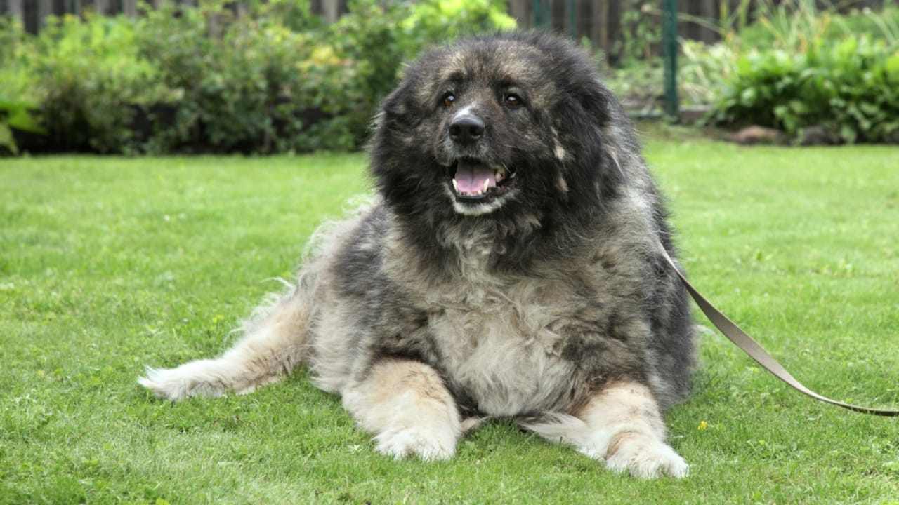 These Dog Breeds Have the Shortest Lifespans—One Breed Lives Just 5 Years - Caucasian Ovcharka Shepherd dog dp6501100