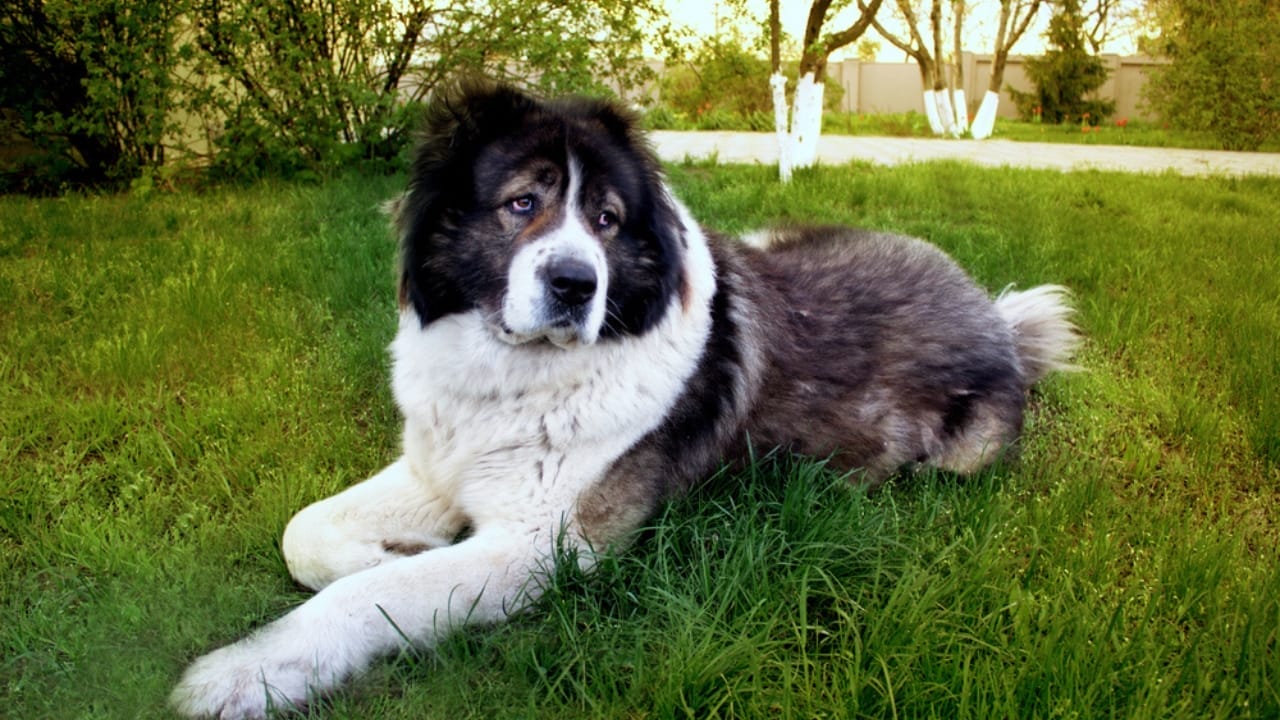 18 Fiercely Loyal Dog Breeds That are Natural Protectors - Caucasian Shepherd dp183433042